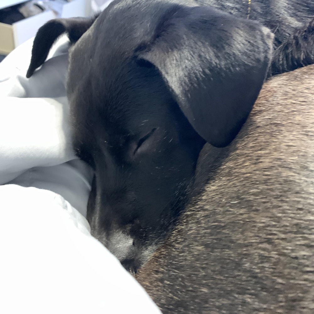 Meet your Posher, Sadie
